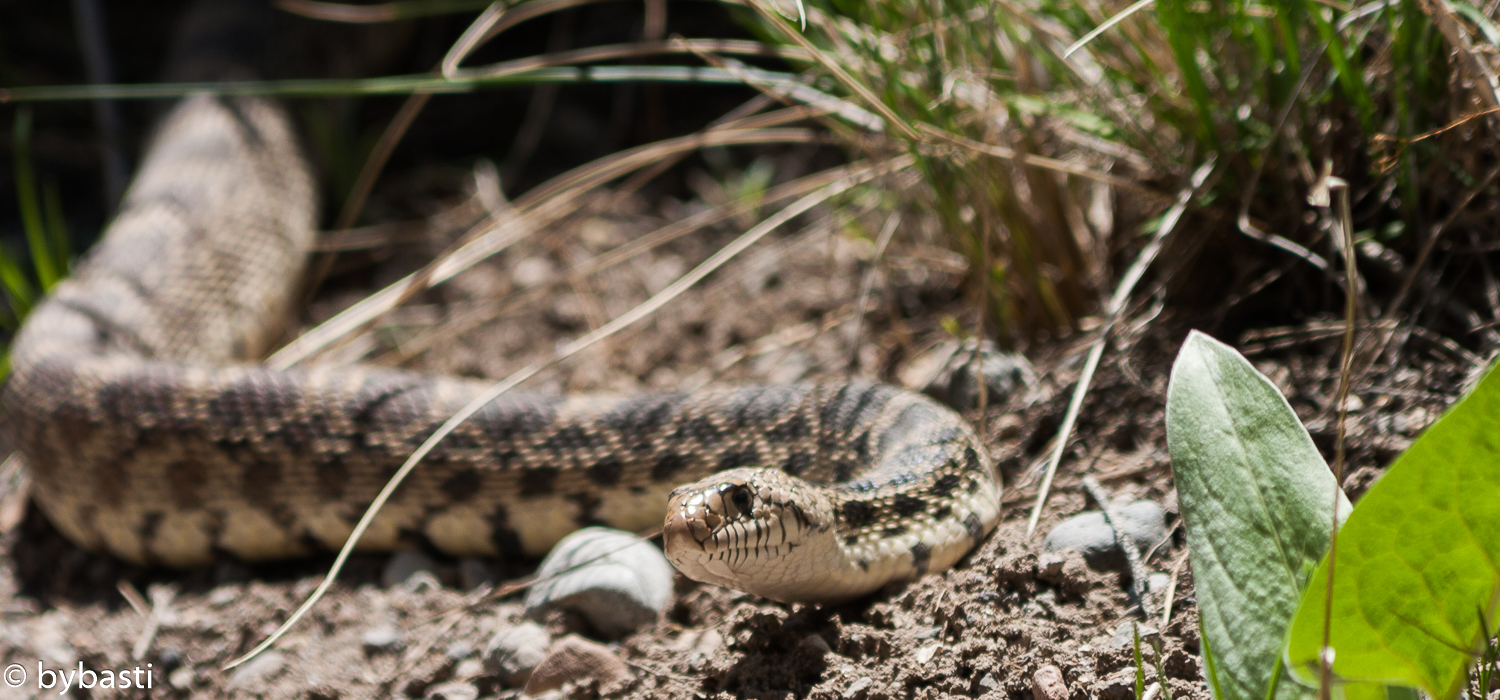Attention, snake! Bybasti